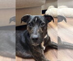 Small Photo #22 Mutt Puppy For Sale in Woodbury, NY, USA