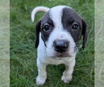 Small #1 Beagle