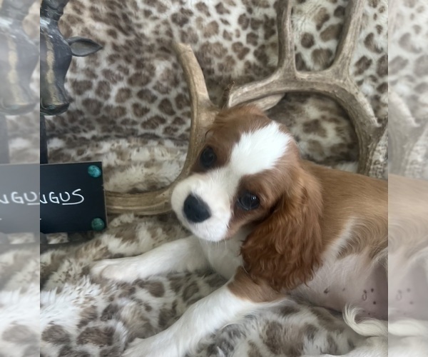 Medium Photo #11 Cavalier King Charles Spaniel Puppy For Sale in ABILENE, TX, USA