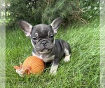 Small #3 French Bulldog