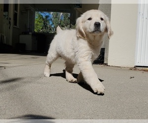 English Cream Golden Retriever Puppy for sale in WESTLAKE VILLAGE, CA, USA