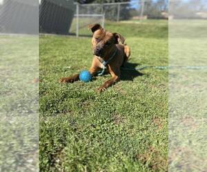 Mutt Dogs for adoption in Shelburne, VT, USA