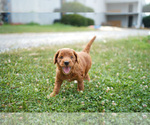Small Photo #6 Goldendoodle Puppy For Sale in WESTMINSTER, MD, USA