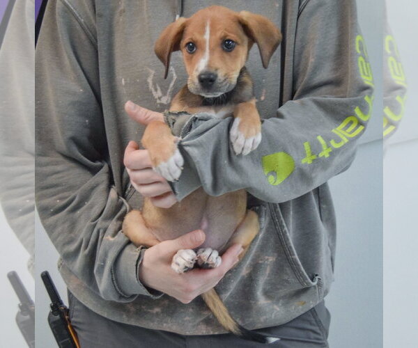 Medium Photo #4 Boxador Puppy For Sale in Huntley, IL, USA