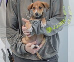 Small #3 Boxador