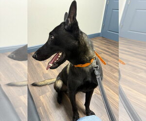Mutt Dogs for adoption in Imlay City, MI, USA