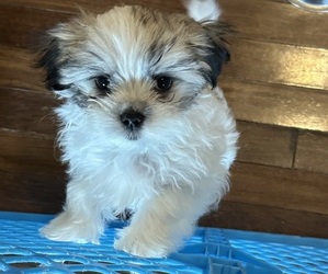 Mal-Shi Puppy for Sale in ROGERS, Minnesota USA