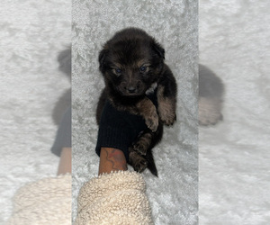 Miniature American Shepherd Puppy for sale in HOUSTON, TX, USA