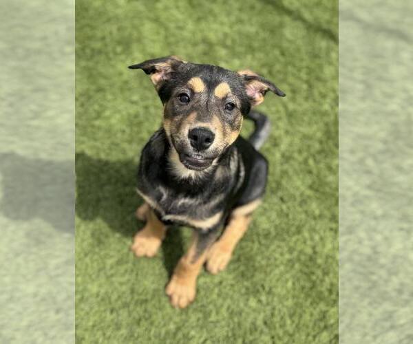 Medium Photo #5 Mutt Puppy For Sale in La Verne, CA, USA