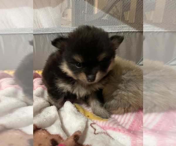 Medium Photo #2 Pomeranian Puppy For Sale in CAVE CREEK, AZ, USA