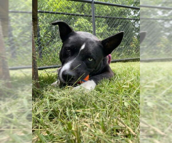 Medium Photo #1 Siberian Husky-Unknown Mix Puppy For Sale in Derwood, MD, USA