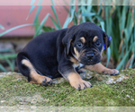 Small #3 Jug-Treeing Walker Coonhound Mix