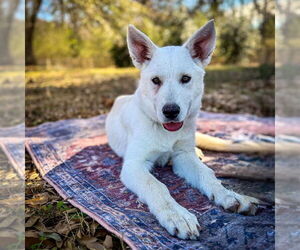 Mutt Dogs for adoption in Lawrenceville, NJ, USA