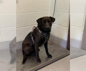Labrador Retriever-Unknown Mix Dogs for adoption in Corpus Christi, TX, USA