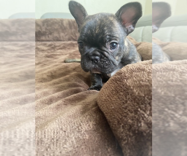 Medium Photo #7 French Bulldog Puppy For Sale in CLEVELAND, NC, USA