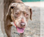 Small #2 Labrador Retriever Mix