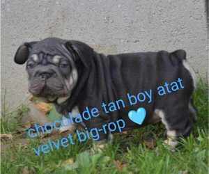 French Bulldog Puppy for Sale in Siofok, Somogy Hungary