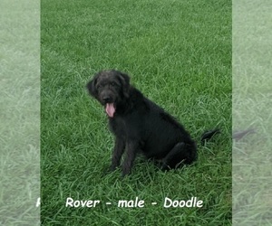 Bordoodle Dog for Adoption in CLARKRANGE, Tennessee USA