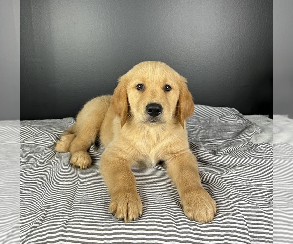 Medium Photo #2 Golden Retriever Puppy For Sale in INDIANAPOLIS, IN, USA
