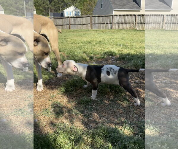 Medium Photo #4 American Pit Bull Terrier-Labrador Retriever Mix Puppy For Sale in Holly Springs, NC, USA