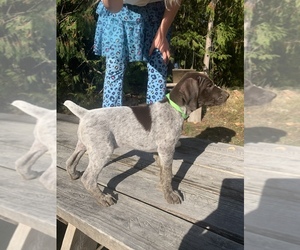 German Shorthaired Pointer Puppy for sale in GRAHAM, WA, USA
