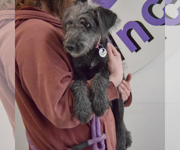 Medium Photo #3 Irish Wolfhound-Unknown Mix Puppy For Sale in Huntley, IL, USA