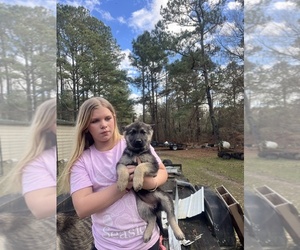 German Shepherd Dog Puppy for sale in LUMBERTON, NC, USA