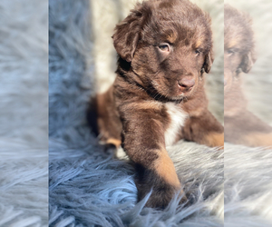 Australian Shepherd Puppy for sale in INDIANAPOLIS, IN, USA
