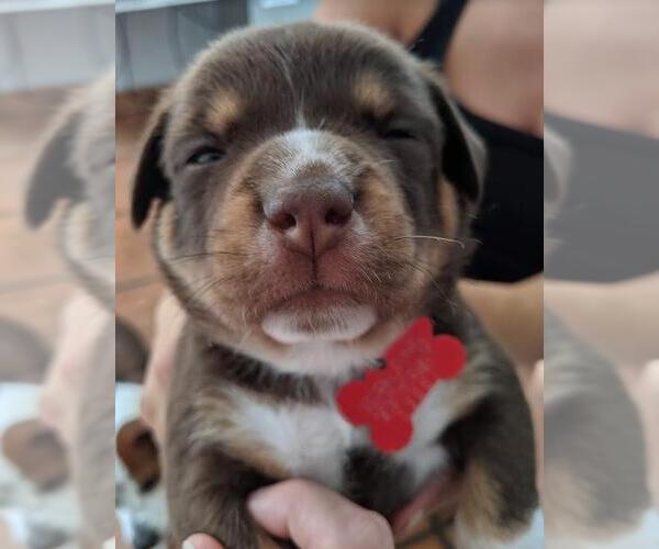 Medium Photo #8 Beagle-Unknown Mix Puppy For Sale in San Diego, CA, USA