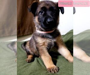 German Shepherd Dog Puppy for sale in NACOGDOCHES, TX, USA