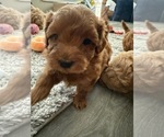 Small #6 Maltipoo