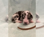 Puppy Brown Great Dane