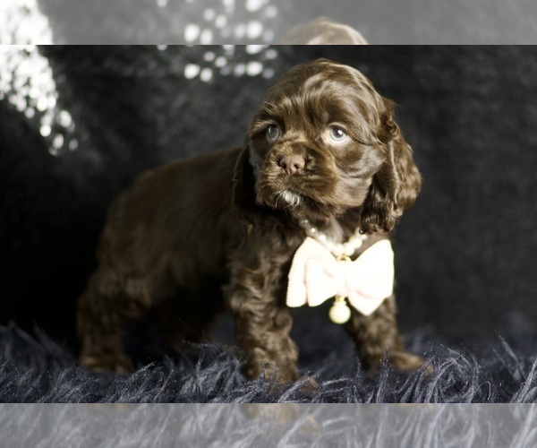 Medium Photo #54 Cocker Spaniel Puppy For Sale in WARSAW, IN, USA