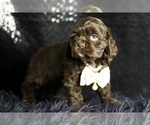 Small Photo #54 Cocker Spaniel Puppy For Sale in WARSAW, IN, USA