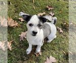 Small Photo #3 Havashu Puppy For Sale in Greensboro, NC, USA