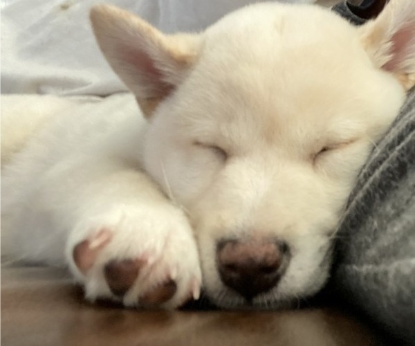 Medium Photo #22 Shiba Inu Puppy For Sale in HAMPTON, VA, USA