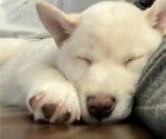 Small Photo #22 Shiba Inu Puppy For Sale in HAMPTON, VA, USA