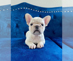 Small Photo #13 French Bulldog Puppy For Sale in NASHVILLE, TN, USA