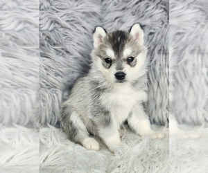 Siberian Husky Puppy for sale in KANSAS CITY, MO, USA
