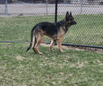 Small #1 German Shepherd Dog