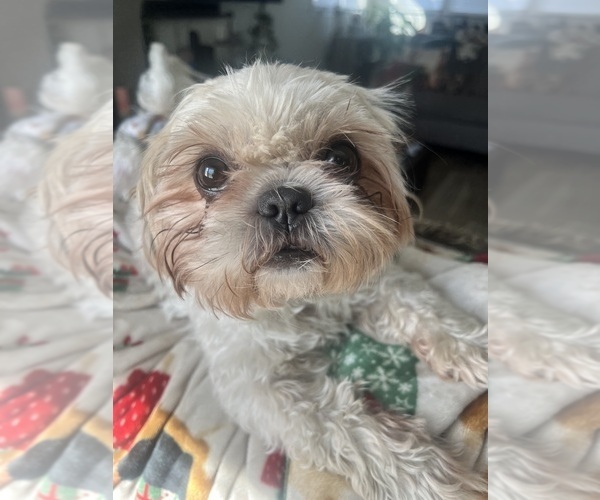 Medium Photo #1 Shih Tzu Puppy For Sale in RUFFIN, NC, USA