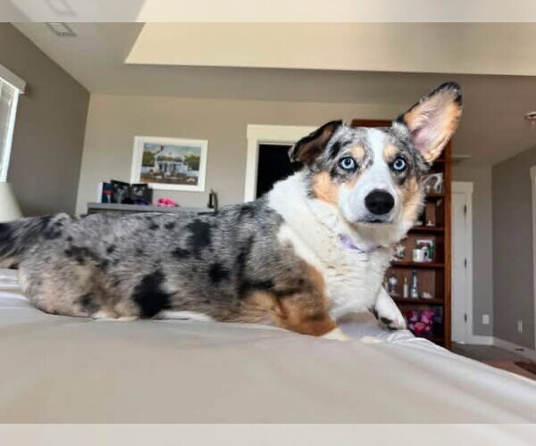 Medium Photo #1 Mutt Puppy For Sale in Denver , CO, USA