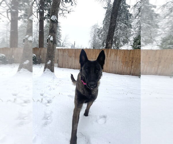 Medium Photo #1 Mutt Puppy For Sale in Imlay City, MI, USA