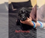 Small Photo #1 Labradoodle Puppy For Sale in COTTONWOOD, AL, USA