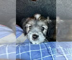 Cooper - Male Shih Tzu-Unknown Mix Dog for Adoption - Small photo
