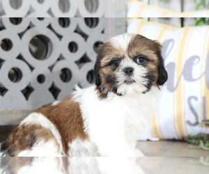 Shih Tzu Puppy for sale in MOUNT VERNON, OH, USA