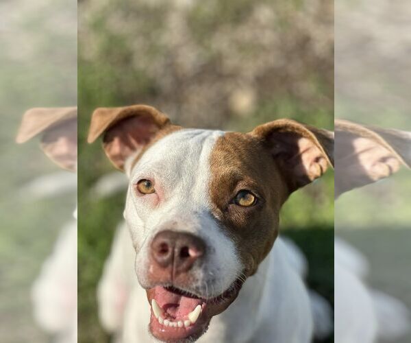 Medium Photo #2 American Pit Bull Terrier Puppy For Sale in Corning, AR, USA