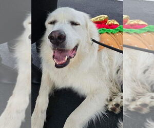 Great Pyrenees Dogs for adoption in Germantown, OH, USA