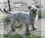Small #2 Mutt