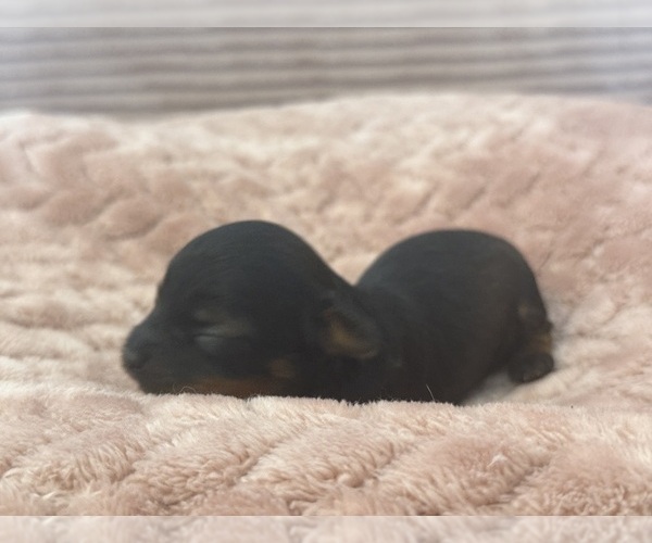 Medium Photo #49 Yorkipoo Puppy For Sale in ARLINGTON, TX, USA